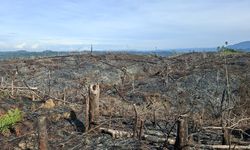 Rencana Buka 600.000 Ha Lahan Sawit Baru, Solusi atau Kemunduran?