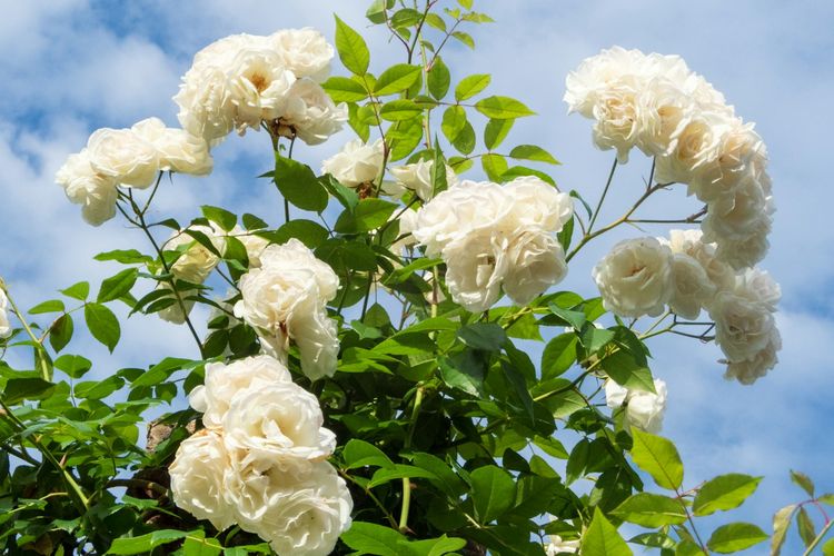 Ilustrasi tanaman mawar putih.