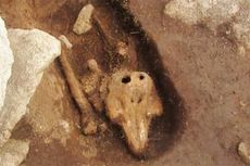 Misterius, Arkeolog Temukan Porpoise yang Dikubur bak Manusia