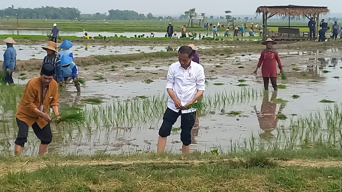 Jokowi Dorong Petani Gunakan Pupuk Organik, Kurangi Ketergantungan Pupuk Kimia