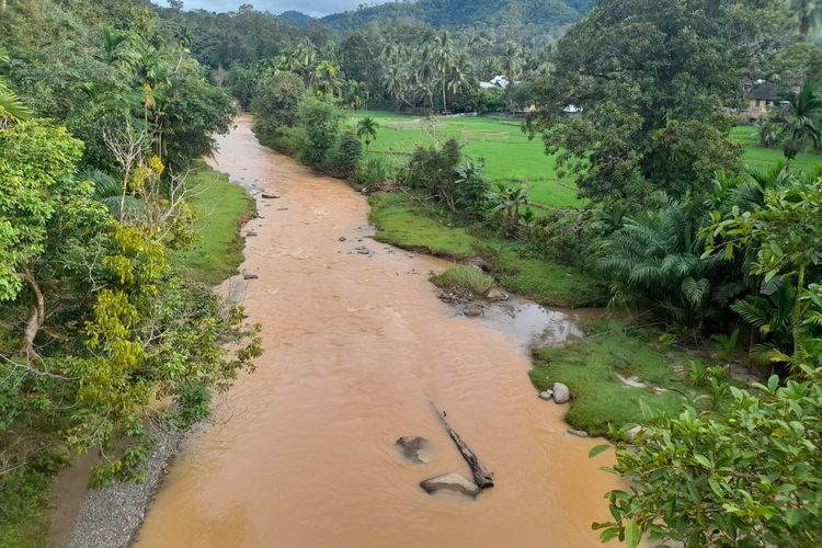 Aliran anak sungai menuju Sungai Batangasai bewarna kuning karena aktivitas penambangan emas ilegal di dalam hutan, Senin (12/12/2022).