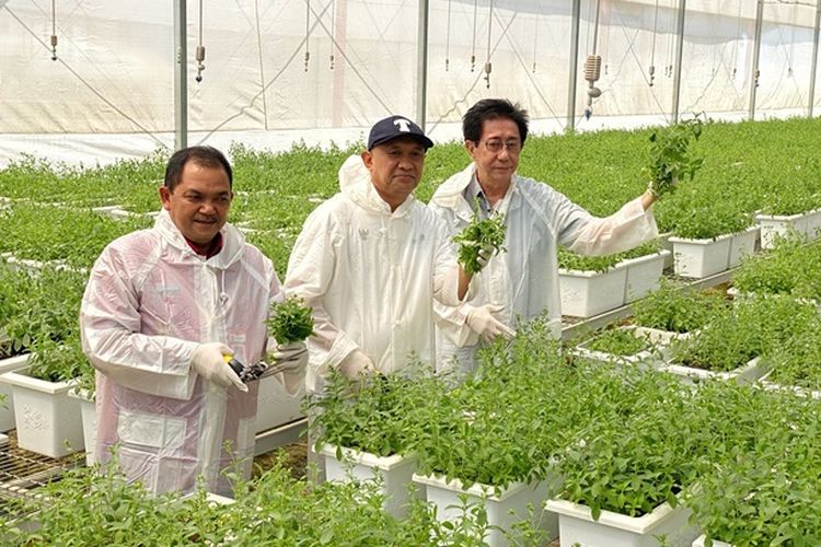 Direktur Sido Muncul Irwan Hidayat dan Menkop UKM Teten Masduki memanen stevia di Pabrik Sido Muncul.
