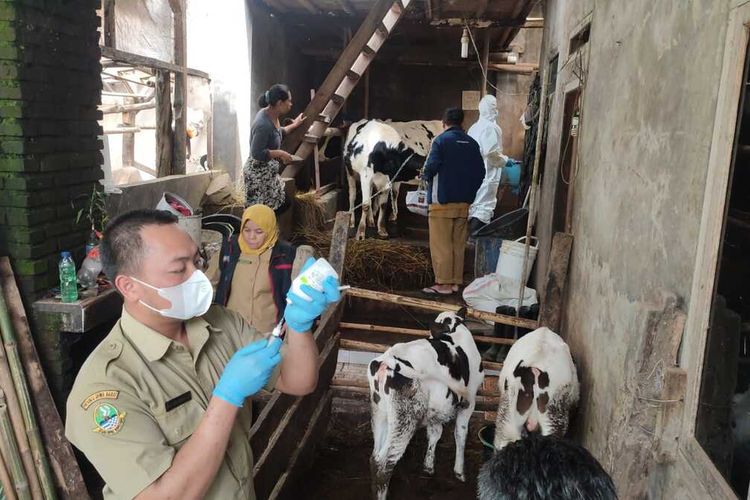 Pemerintah lakukan vaksinasi sapi perah di wilayah Lembang, Bandung Barat.