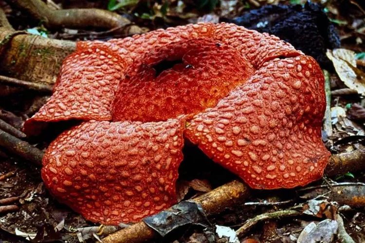 Bunga Rafflesia yang ditemukan di Taman Nasional Gunung Leuser di Aceh pada 2004.