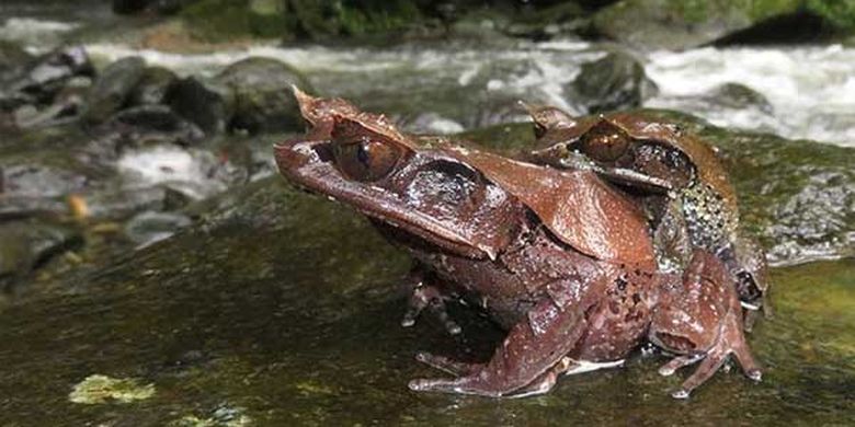 Katak tanduk kalimantan atau Megophrys Kalimantanensis, merupakan jenis berbeda dengan katak pinokio.