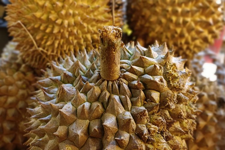Ilustrasi tangkai durian, salah satu cara memilih durian yang masih bagus.