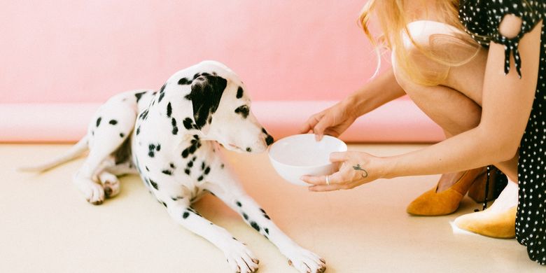 Kenapa Anjing Tidak Mau Makan Ini 5 Penyebabnya Halaman All Kompas Com Kenapa Anjing Tidak Mau Makan Ini 5 Penyebabnya Halaman All Kompas Com