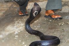 Akhir Hayat Sang Pawang Ular, Dipatok 2 King Kobra yang Dipelihara 5 Tahun