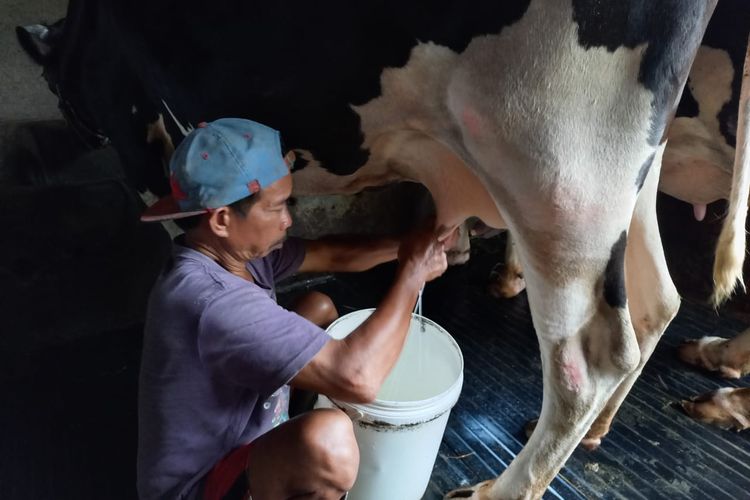 Salah satu pemerah susu di Kelompok Tani Ternak Rejeki Lumintu, Gunungpati, Semarang