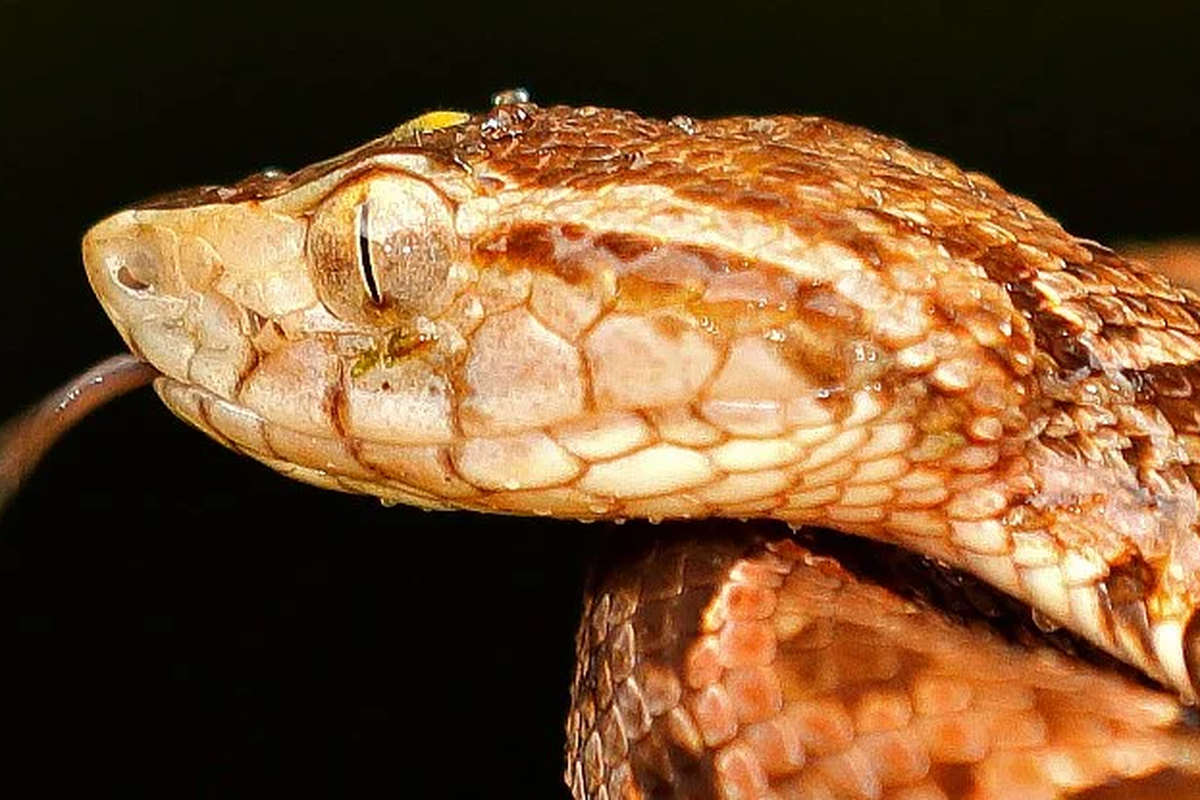 Racun ular Lancehead digunakan sebagai perekat alami untuk mengatasi luka pendarahan
