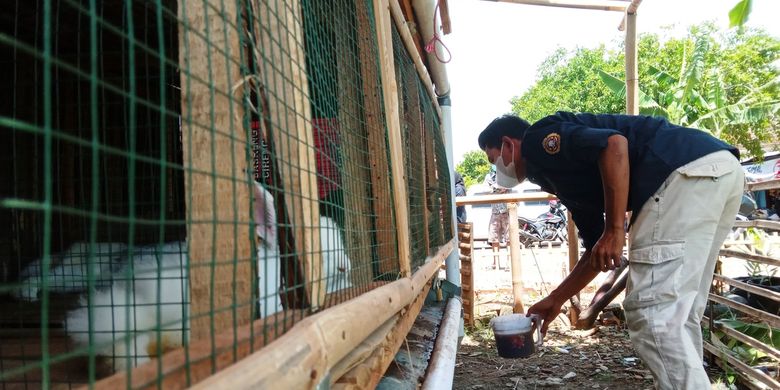 Memanfaatkan urine kelinci, kelompok pemuda di Cianjur, Jawa Barat mengolah pupuk cair organik.