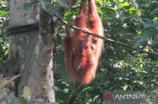Orangutan Sumatera Bernama Pesek Melahirkan Anak Ke-7 di TN Gunung Leuser