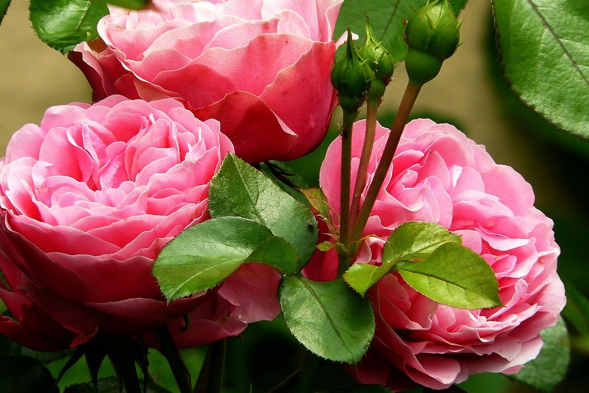 Ilustrasi bunga mawar pink. 