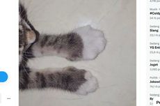 Kaki Kucing Bengkak akibat Tersengat Tawon, Ini Cara Penanganannya