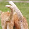 Pemilik Harus Tahu, Ini Arti Gerakan Ekor Kucing