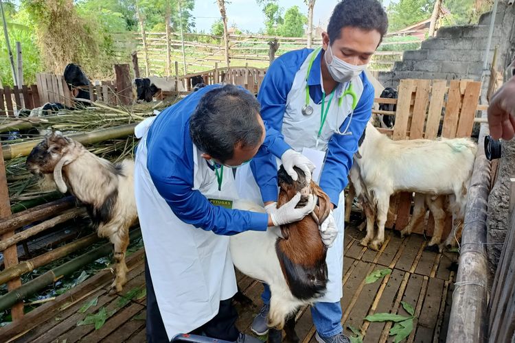 Petugas saat melakukan pemeriksaan terhadap hewan ternak pedagang di Banyuwangi 