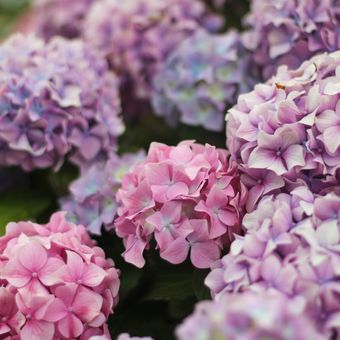 Ilustrasi bunga - Bunga Hortensia atau bunga Hydrangea.