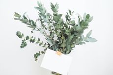 Segudang Manfaat Daun Eucalyptus, Apa Saja Khasiatnya?