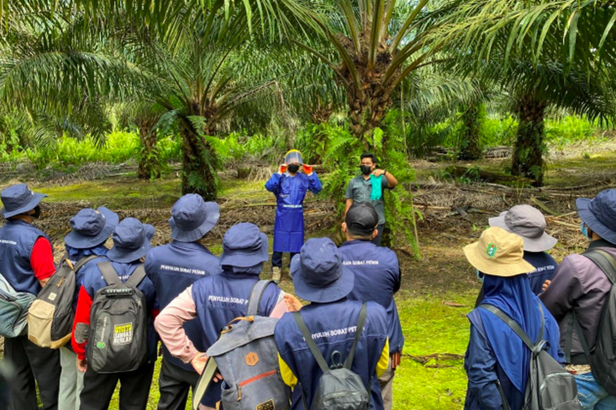 Smallholders Hub Musim Mas melatih Penyuluh Pertanian Lapangan (PPL) dalam praktik agrikultur yang baik dan berkelanjutan.