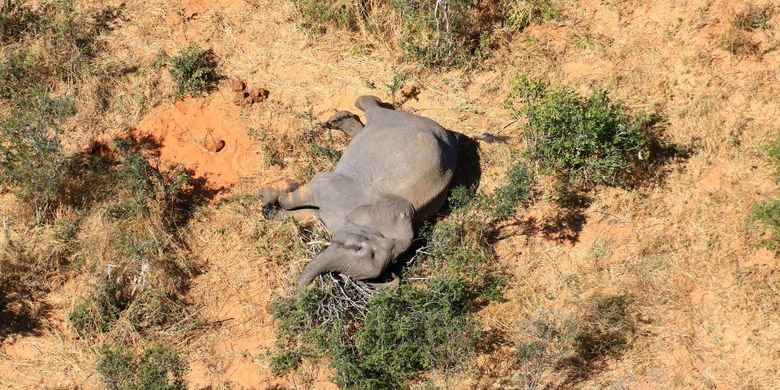 Seekor gajah yang mati di Okavango Delta, Botswana pada Mei-Juni 2020. 