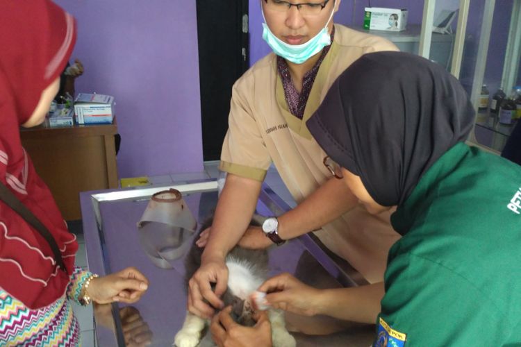 Dokter hewan sedang memeriksa kucing yang alami luka jahit di Puskeswan, Sawangan, Depok. Rabu (23/8/2017)