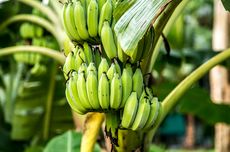 Cara Membuat Pupuk Organik dari Batang Pisang