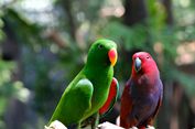 Belajar Biologi di Alam, dari Jejak Satwa hingga Burung