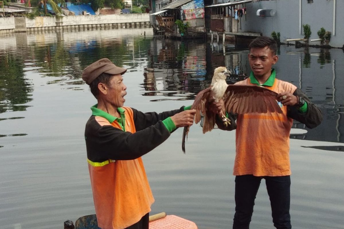 Petugas UPK Badan Air Jakarta Utara menemukan elang bondol yang jatuh di Kali Grogol, Selasa (8/1/2019)
