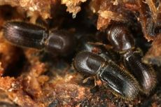 Kisah Ambrosia, Kumbang-Kumbang Unik yang Cinta Alkohol