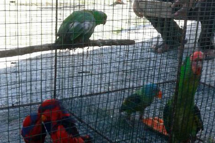 Beberapa ekor burung yang dilindungi disita dari pelaku di Talaud, saat ingin dijual ke Filipina.