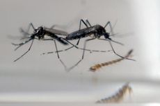 Nyamuk Rekayasa Genetik untuk Melawan Zika