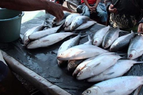 Makan Bandeng Saat Imlek, Hanya Ada di Tradisi Tionghoa Indonesia