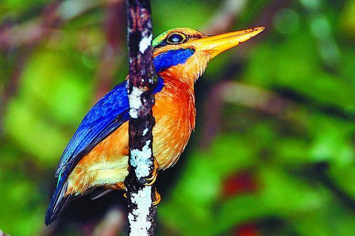 Cekakak hutan melayu (Actenoides concretus)