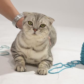 Ilustrasi kucing bermain benang. 