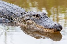 Aligator Sepanjang 4,2 Meter Tertangkap Bawa Jasad Manusia di Mulutnya