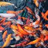 Cara Membuat Kolam Ikan Sendiri di Area Taman Rumah 