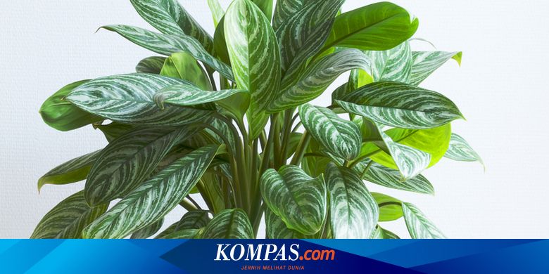 Bikin Tanaman Hias Rimbun dengan Pupuk dari Micin dan Air Cucian Beras