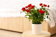 7 Cara Menanam Bunga Mawar di Pot