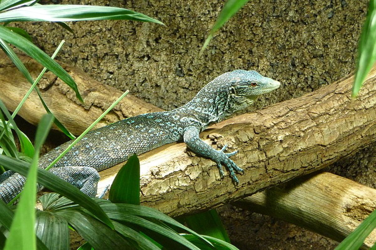 Biawak pohon biru