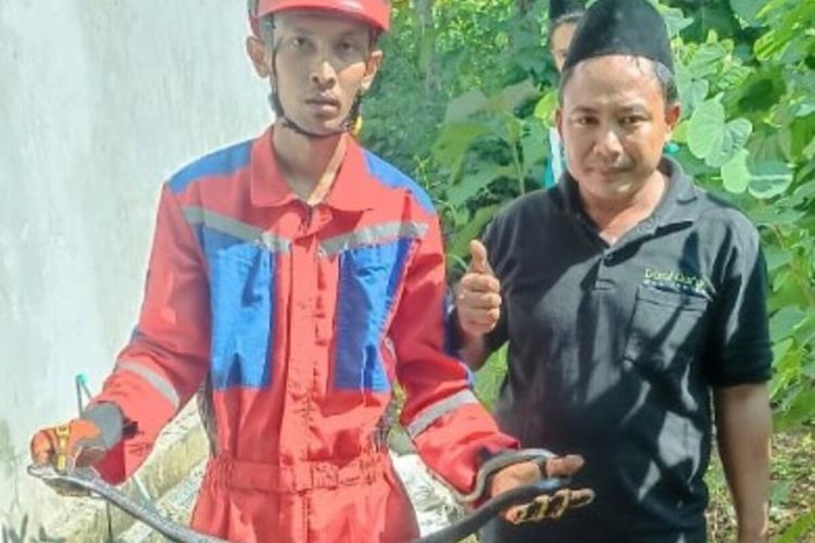 Selama 5 Hari Sejumlah Ayam Mati, Ular Kobra Jawa Meresahkan Warga Gunungkidul
