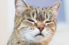 Bisakah Kucing Demam, Flu, dan Batuk Seperti Manusia? Ini Penyebabnya