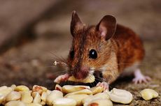 Cara Mencegah Tikus Masuk ke Rumah dengan Wol Baja