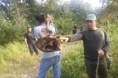 Warga Aceh Temukan Kerangka Gajah, Diduga Mati Terkena Pagar Listrik