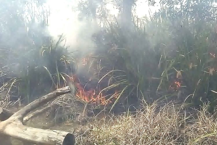 Api kebakaran lahan menghanguskan semak yang tumbuh di atas lahan gambut di Desa Sukarame Ogan Ilir Sumatera Selatan, Selasa (02/01/2020) siang