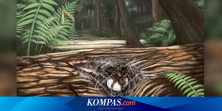 Fosil Laba-laba Usia 99 Juta Tahun Ditemukan, Ungkap Kasih Ibu ke Anak - Vimarsana News