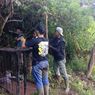 Upaya BKSDA Tangkap Harimau yang Mangsa Kerbau Warga di Agam, Pasang 2 Perangkap Berisi Kambing dan Anjing