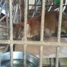 Golden Cat Gets Tangled Up in Wild Boar Trap in Indonesia’s West Sumatra