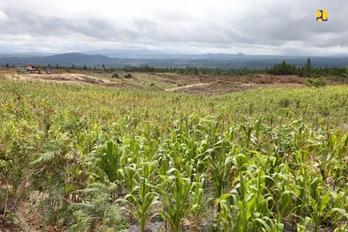 Jokowi Minta Proyek Food Estate di Sumut dan Kalteng Rampung Tahun Ini