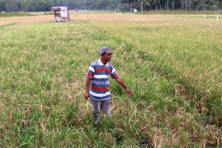 Petani sedang memotong padi di Gampong Nusa, kecamatan Lhoknga, Kabupaten Aceh Besar, Senin (4/3/2024).