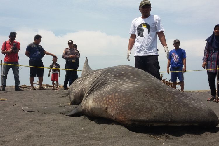 Persiapan nekropsi (semacam otopsi untuk jasad manusia) pada hiu paus yang terdampar di Pantai Congot, Kulon Progo, DI Yogyakarta.